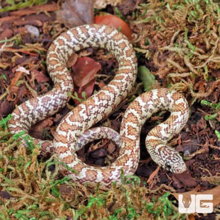 Florida Kingsnake For Sale - Underground Reptiles