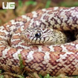 Florida Kingsnake For Sale - Underground Reptiles