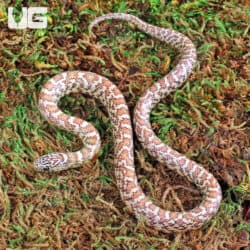 Florida Kingsnake For Sale - Underground Reptiles