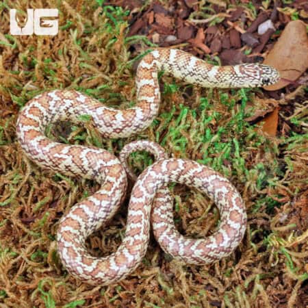 Florida Kingsnake For Sale - Underground Reptiles