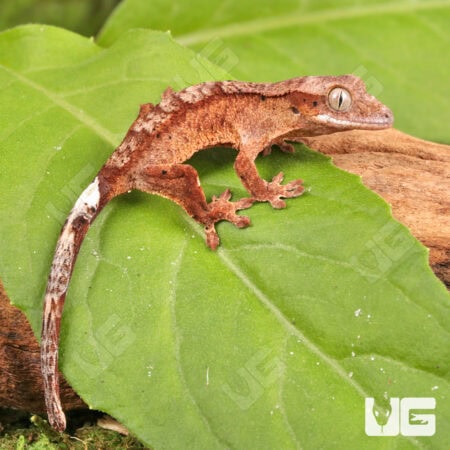 Baby Inkspot Crested Geckos For Sale - Underground Reptiles