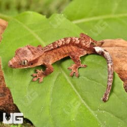 Baby Inkspot Crested Geckos For Sale - Underground Reptiles