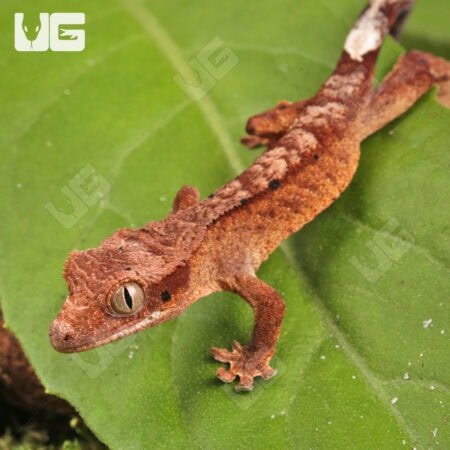 Baby Inkspot Crested Geckos For Sale - Underground Reptiles