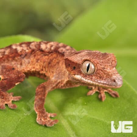 Baby Inkspot Crested Geckos For Sale - Underground Reptiles
