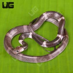 Malayan Banded Wolf Snakes (Lycodon subcinctus) For Sale - Underground Reptiles