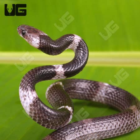 Malayan Banded Wolf Snakes (Lycodon subcinctus) For Sale - Underground Reptiles