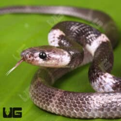 Malayan Banded Wolf Snakes (Lycodon subcinctus) For Sale - Underground Reptiles