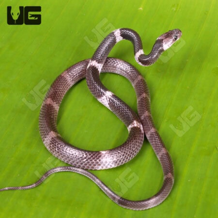 Malayan Banded Wolf Snakes (Lycodon subcinctus) For Sale - Underground Reptiles