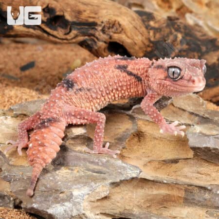 Adult Female Northern Banded Knobtail Gecko For Sale - Underground Reptiles