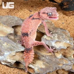 Adult Female Northern Banded Knobtail Gecko For Sale - Underground Reptiles