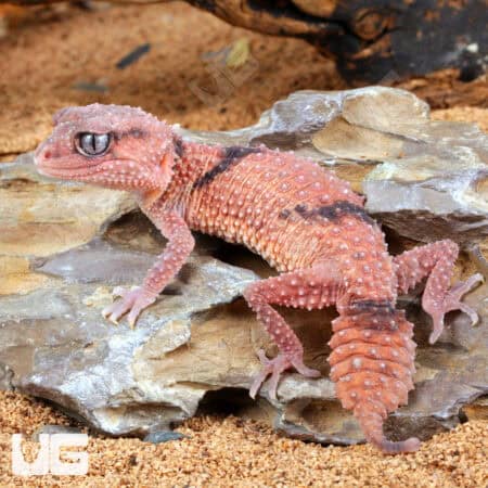 Adult Female Northern Banded Knobtail Gecko For Sale - Underground Reptiles