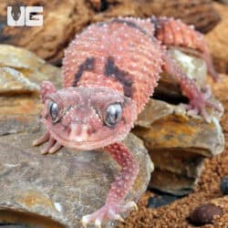 Adult Female Northern Banded Knobtail Gecko For Sale - Underground Reptiles