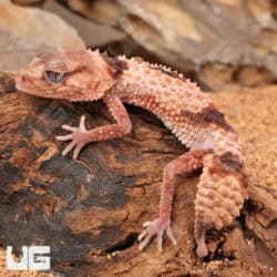 Adult Female Northern Banded Knobtail Gecko For Sale - Underground Reptiles