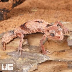 Adult Female Northern Banded Knobtail Gecko For Sale - Underground Reptiles