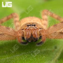 Orange Crab Huntsman Spiders for sale - Underground Reptiles