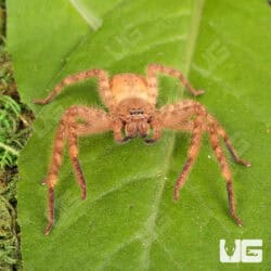 Orange Crab Huntsman Spiders for sale - Underground Reptiles