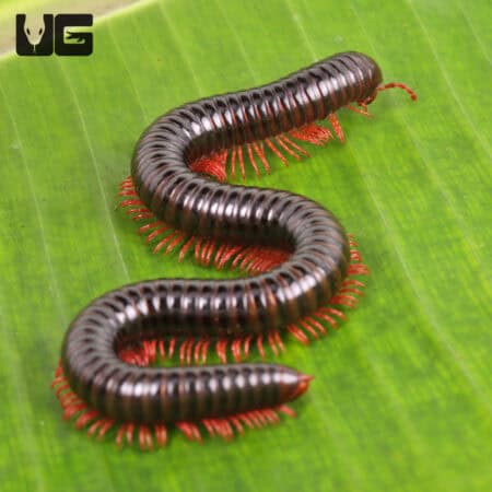 Pink Legged Spike Tail Millipede For Sale - Underground Reptiles
