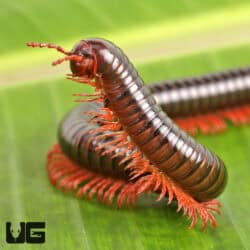 Pink Legged Spike Tail Millipede For Sale - Underground Reptiles