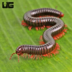 Pink Legged Spike Tail Millipede For Sale - Underground Reptiles