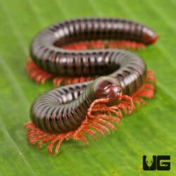 Pink Legged Spike Tail Millipede For Sale - Underground Reptiles