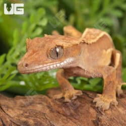 Baby Pinstrripe Lilly White Crested Geckos For Sale - Underground Reptiles