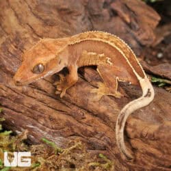 Baby Pinstrripe Lilly White Crested Geckos For Sale - Underground Reptiles