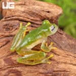 Powdered Glass Tree Frog For Sale - Underground Reptiles