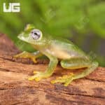 Powdered Glass Tree Frog For Sale - Underground Reptiles