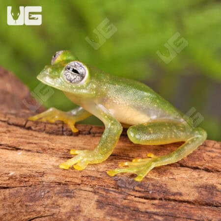 Powdered Glass Tree Frog For Sale - Underground Reptiles