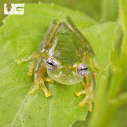 Powdered Glass Tree Frog For Sale - Underground Reptiles