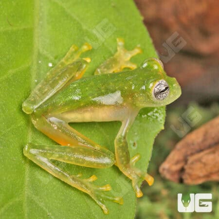 Powdered Glass Tree Frog For Sale - Underground Reptiles