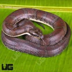 Red Puff Faced Water Snake (Homalopsis buccata) For Sale - Underground Reptiles