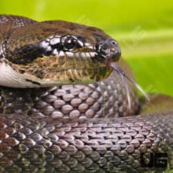 Red Puff Faced Water Snake (Homalopsis buccata) For Sale - Underground Reptiles