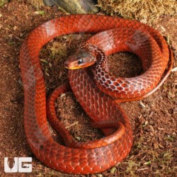 Smooth Machete Fire Snakes For Sale - Underground Reptiles