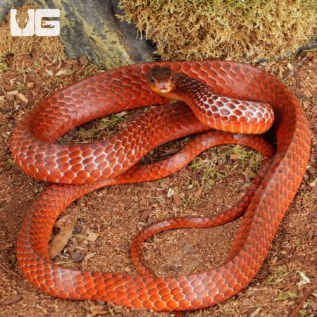 Smooth Machete Fire Snakes For Sale - Underground Reptiles