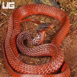 Smooth Machete Fire Snakes For Sale - Underground Reptiles