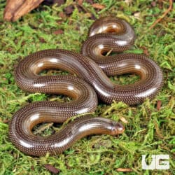 Spotted Blind Worm Snake for sale - Underground Reptiles