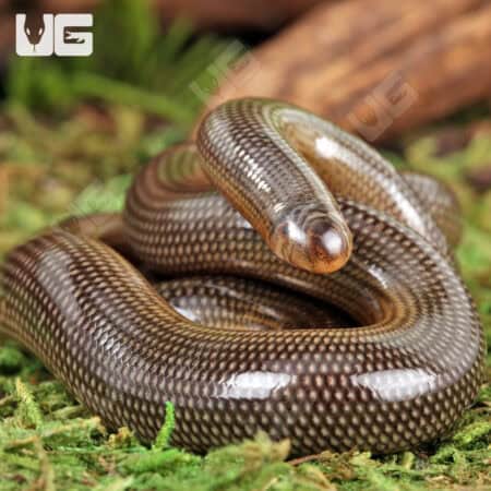 Spotted Blind Worm Snake for sale - Underground Reptiles