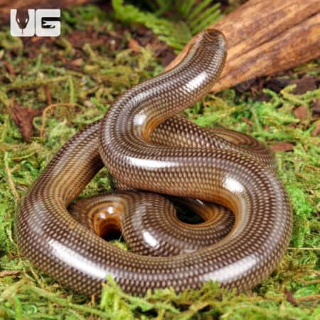 Spotted Blind Worm Snake for sale - Underground Reptiles