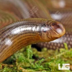 Spotted Blind Worm Snake for sale - Underground Reptiles