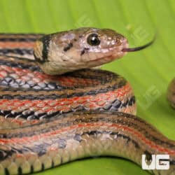 Striped Keelback Water Snakes For Sale - Underground Reptiles