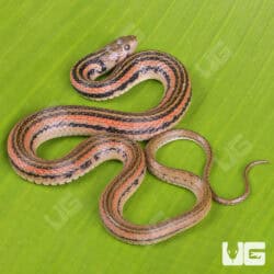 Striped Keelback Water Snakes For Sale - Underground Reptiles