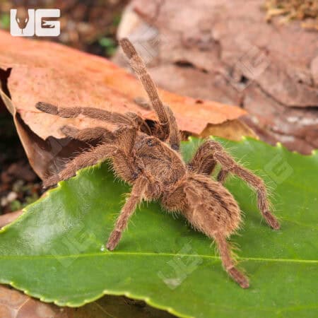 Thai Black Tarantulas For Sale - Underground Reptiles