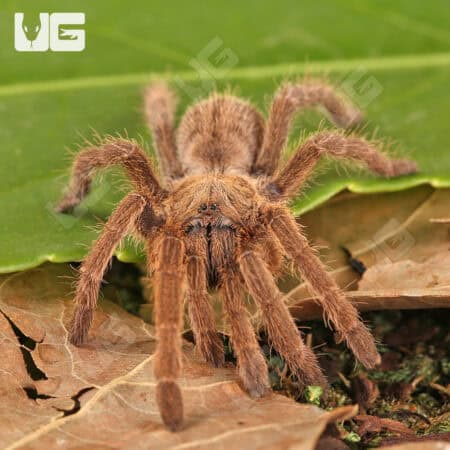 Thai Black Tarantulas For Sale - Underground Reptiles