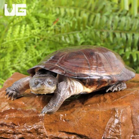 West African Mud Turtles For Sale - Underground Reptiles
