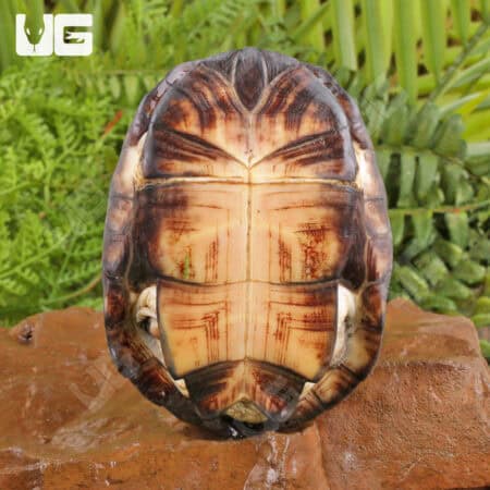 West African Mud Turtles For Sale - Underground Reptiles