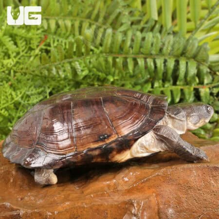 West African Mud Turtles For Sale - Underground Reptiles