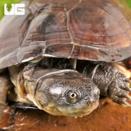 West African Mud Turtles For Sale - Underground Reptiles