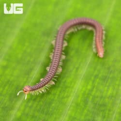 Dwarf Worm Millipede For Sale - Underground Reptiles