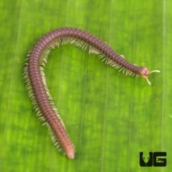 Dwarf Worm Millipede For Sale - Underground Reptiles